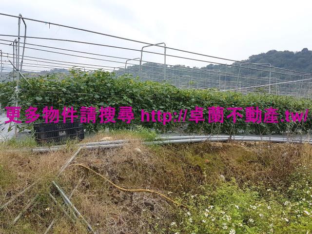 苗栗卓蘭農地-7