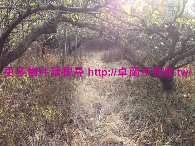 卓蘭農地-1
