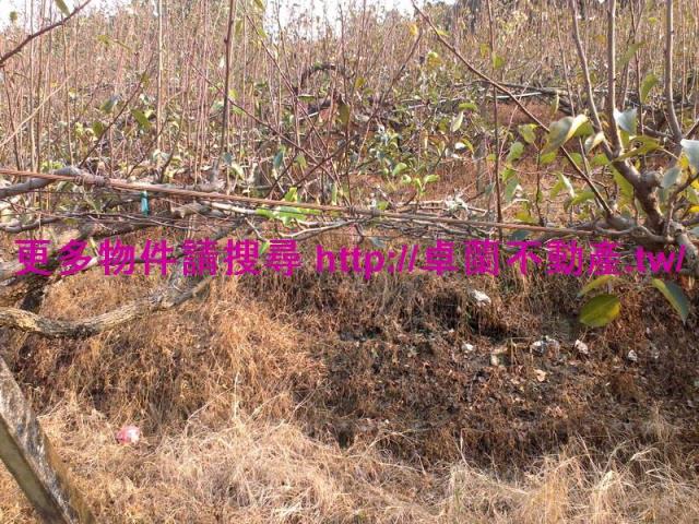 卓蘭農地-4