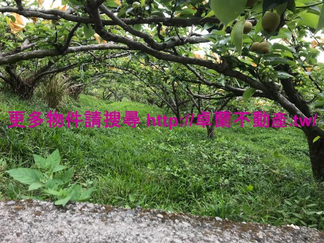 苗栗卓蘭農地-5