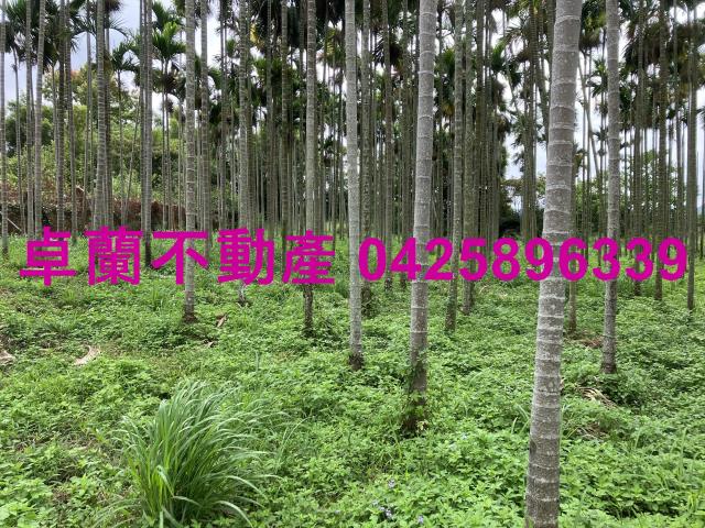 卓蘭農地-4