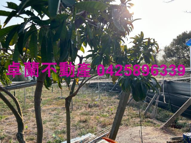 卓蘭農地-3