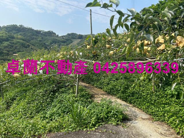 卓蘭農地-7