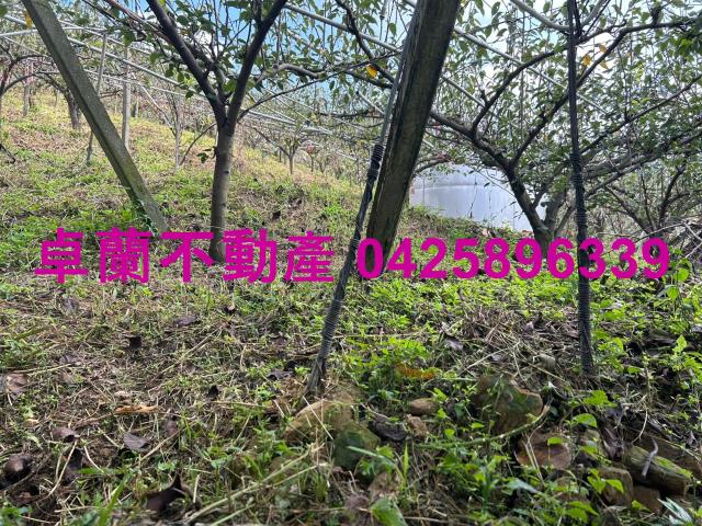 卓蘭農地-3
