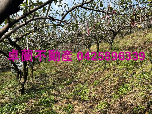 卓蘭農地-4