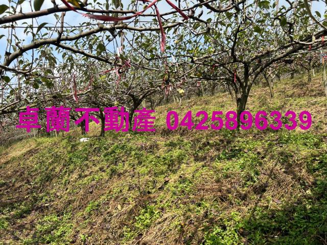 卓蘭農地-5