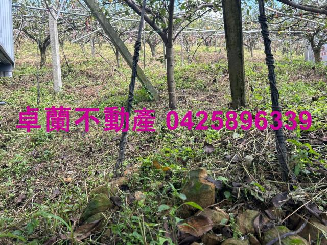 卓蘭農地-6