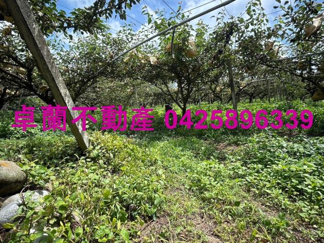 卓蘭農地-3