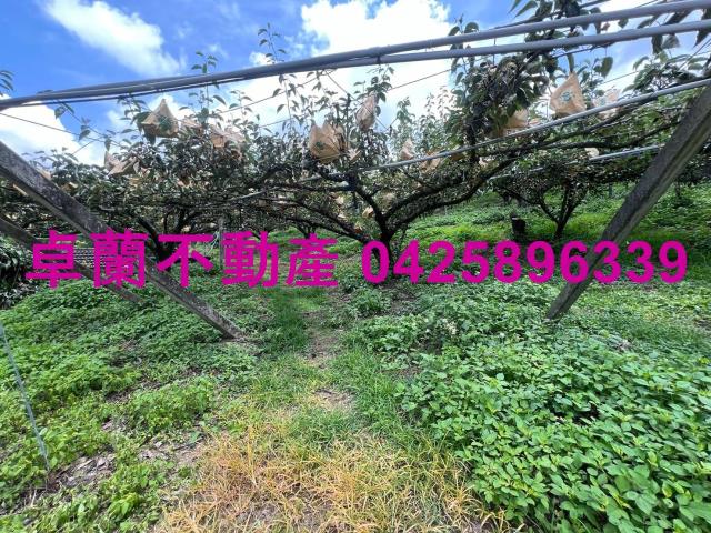 卓蘭農地-4