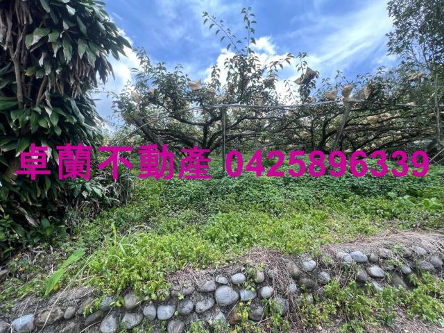 卓蘭農地-5