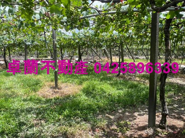 苗栗卓蘭農地-3