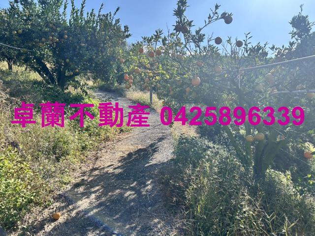 卓蘭農地-1
