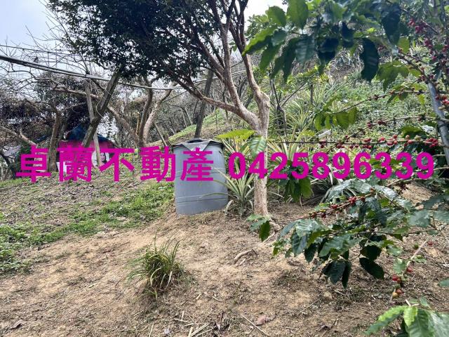 卓蘭農地-3
