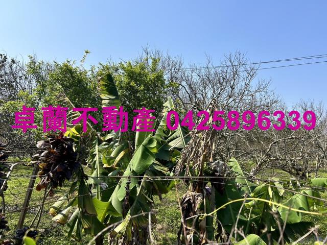 卓蘭農地-6