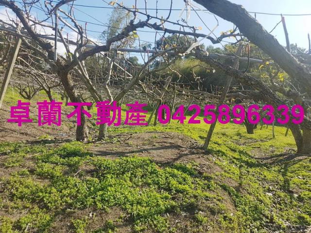 卓蘭農地-0