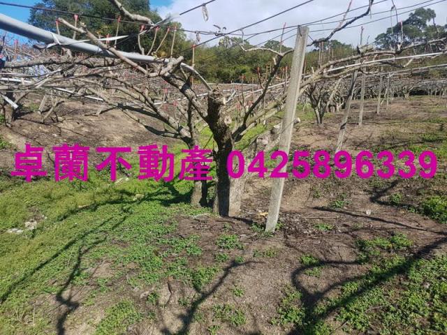 卓蘭農地-3