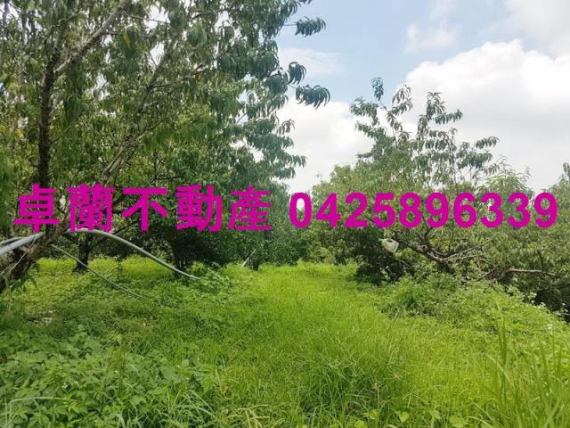 卓蘭農地-6