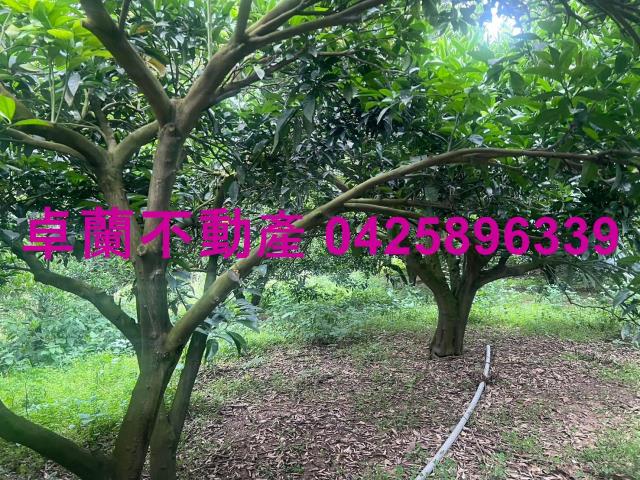 苗栗卓蘭農地-1