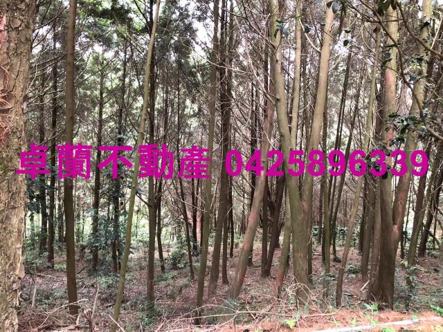 卓蘭林地-10