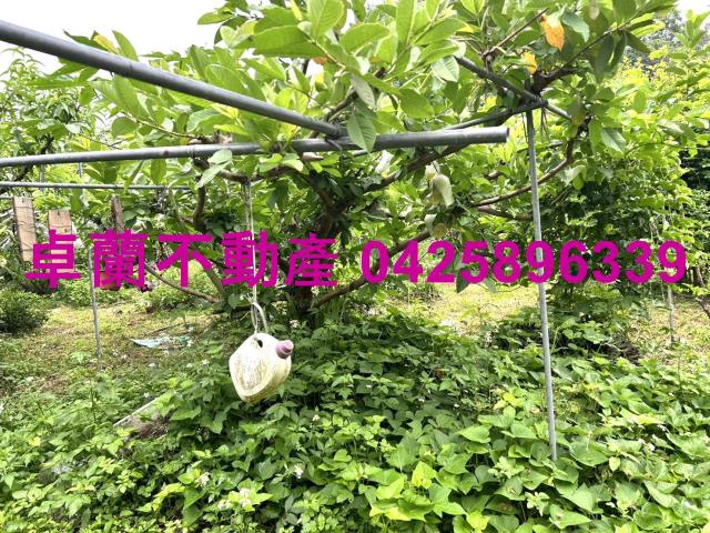 苗栗卓蘭農地-9