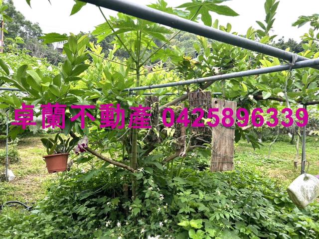 苗栗卓蘭農地-10
