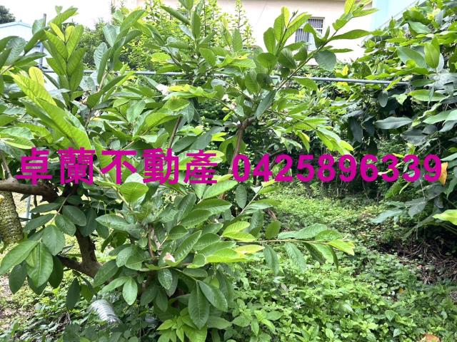 苗栗卓蘭農地-6