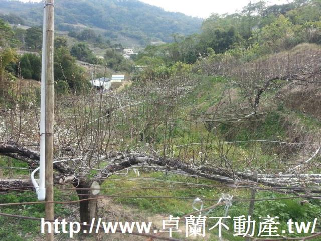 卓蘭農地-3