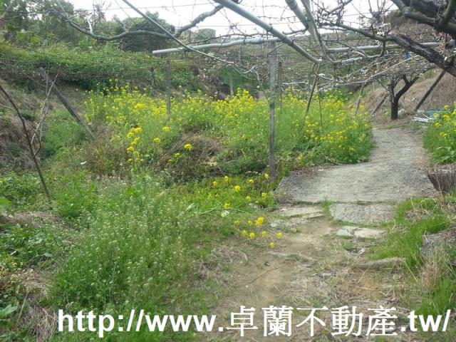 卓蘭農地-4