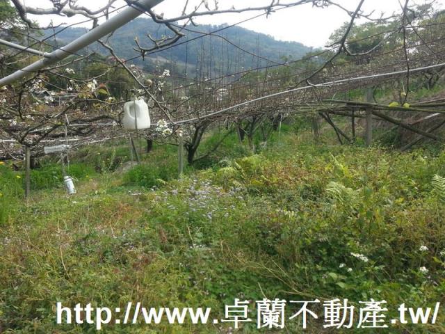 卓蘭農地-6