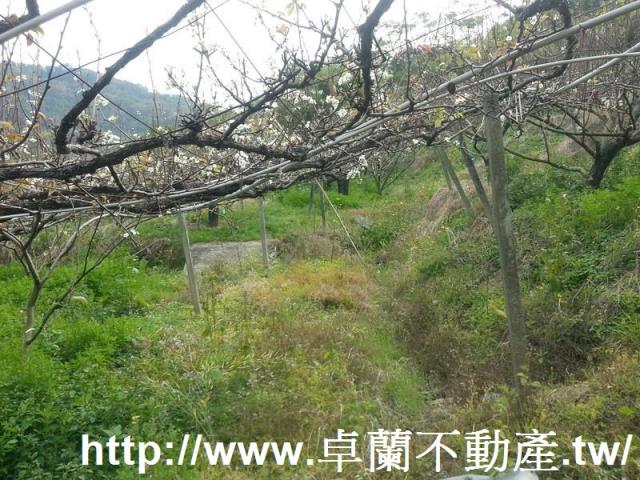 卓蘭農地-8